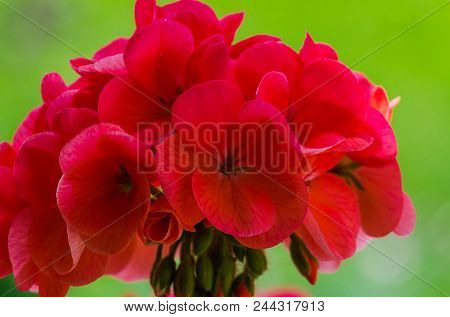 Bright Pelargonium Decorate The Yard In Summer Day