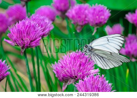 White Butterfly On A Pink Flower. Bright Macro Photo. An Extraordinary Beautiful Picture Close Up.