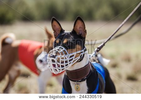 Portrait Of Basenji Dogs Muzzled For A Run. In Training Coursing Field. Muzzle Dog Clothes Before Th