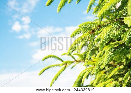 Buttom View Freshness  Branch Of Tree Alpine In Forest  With Background Blue Clear Sky And Swhite Cl