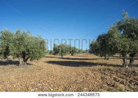 Olive Groves In La Mancha, Ciudad Real, Spain