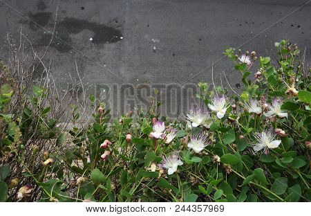 Capparis Spinosa, The Caper Bush, Aka  Flinders Rose, With  Pinkish-white Flowers
