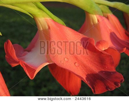 โค้ง Gladiolas