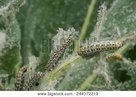 Mullein Cucullia Verbasci Caterpillars Feeding On Garden Flower Leaves