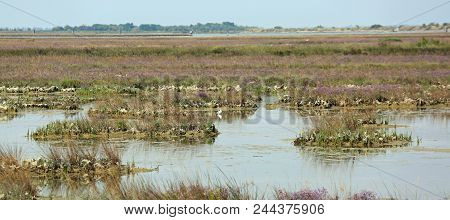 Venetian Lagoon Near Venice Called Mesole In Italy