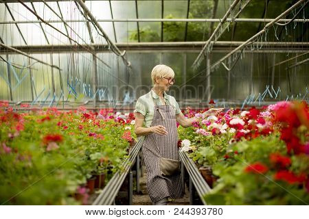 Senior Woman Working In Flower Garden