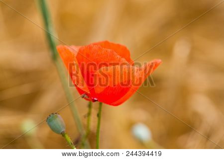 Poppies In The Wheat Field, Sunshine, Nautre