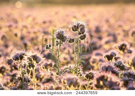 Lacy phacelia flower field Nature sunset sunrise flower Nature background Nature flower Nature background flower meadow Nature flower Nature morning flower Nature background flower Nature outdoor Nature flower Nature flower meadow Nature flower background