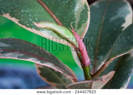 Beautiful Plant Of Ficus Elastica Ruby Branch And Colorful Leaves With Drops Close Up.