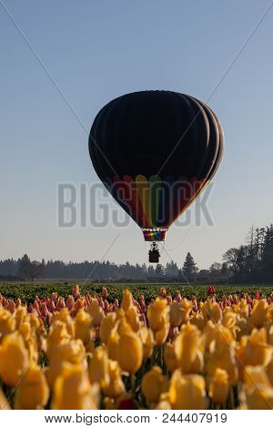 Balloon Above Tulip Fields