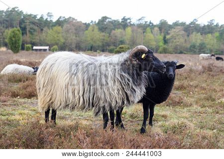 Moorland Sheep Heidschnucke And Young Lamb In Luneburg Heath Near Undeloh And Wilsede, Germany