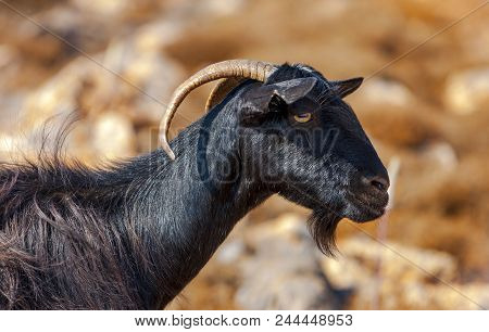 Goat In The Mountains Of Crete
