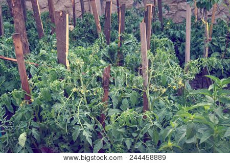 Seedling Of Tomatoes In Greenhouse Summer Garden Background