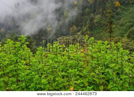 Mint Plants Grow At Vegetable Garden