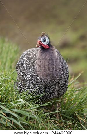 Guinea Fowl Game Bird Portrait With A Grassland Background