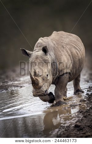 Rhinoceros Portait With A Slight Front View Angle