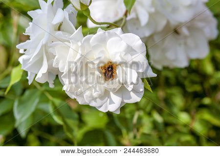 Bee And White Roses In Summer Garden.
