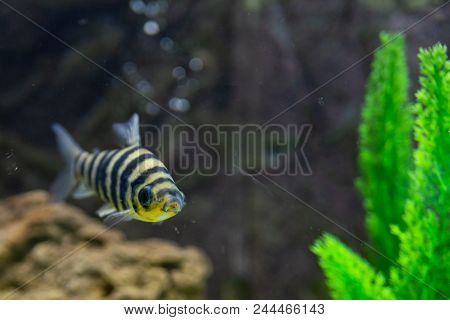 A Banded Leporinus Against A Background Of Bogwood And Plants In Aquarium