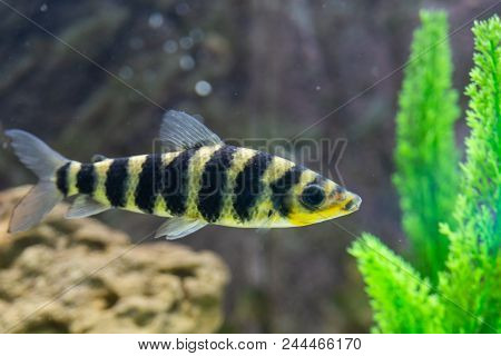 A Banded Leporinus Against A Background Of Bogwood And Plants In Aquarium