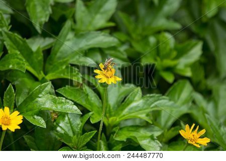Bee Insect And Yellow Singapore Daisy Flower