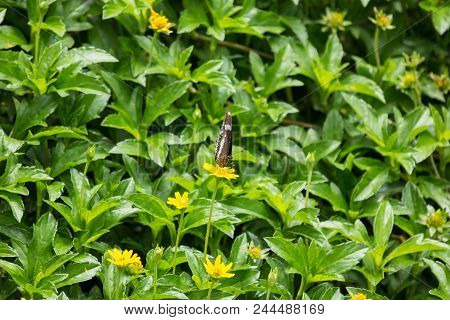 Butterfly Insect And Yellow Singapore Daisy Flower