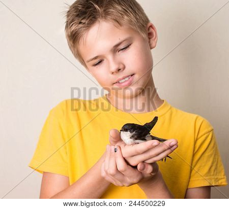 Boy With Injured Swallow Bird In His Hands Close Up. Saving Wild Birds Concept.