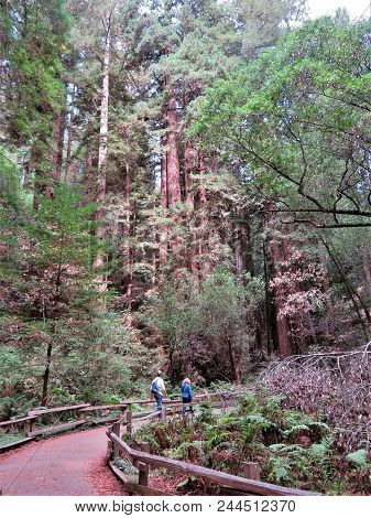 Muir Woods National Monument - 9/18/2017 -tourist Walk Through Giant Redwood Trees At The Muir Woods