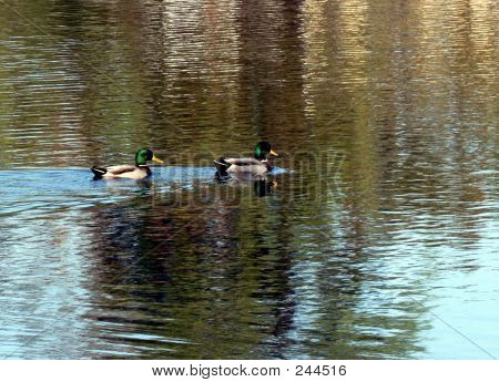 Une paire de canards