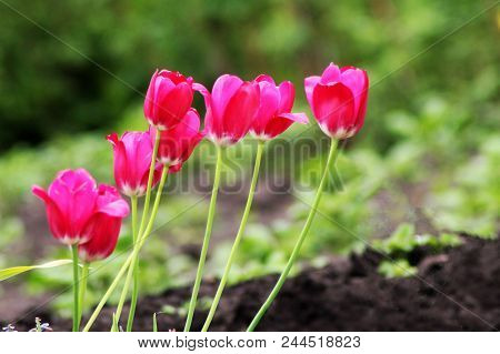 Beautiful Red Tulips, Flower In The Garden