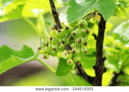 Immature, Green Currant Berries On The Bush. Young Berries Of Red Currant. Not Ripe Red Currant In D
