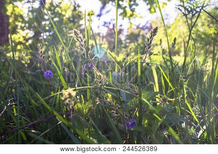Blue Flowers And Young Fleecy Buds Of Germander Speedwell Or Veronica Chamaedrys On The Sunny Forest