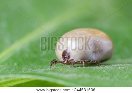 Filled With Blood The Tick Sits On A Green Leaf.
