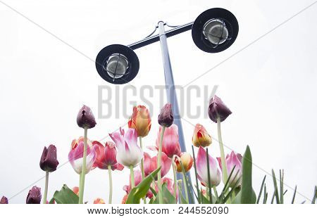 Abstract Artistic Angle Looking Up With Tulip Flowers In The Foggy Overcast White Sky In Port Moody,