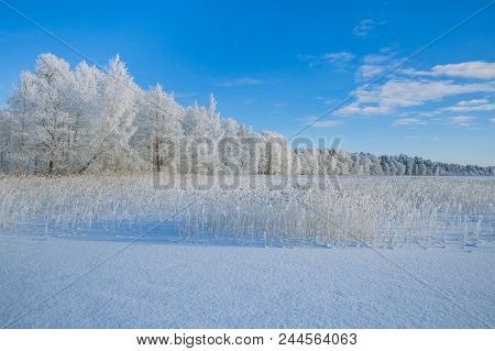 Cold Winter In Latvia.