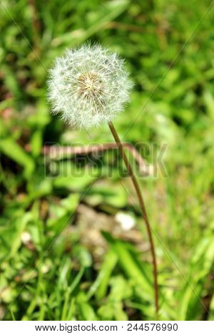 Photo Of An Isolated Blowball In Spring