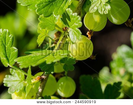 Fresh Green Gooseberries On A Branch In Sunlight, Macro Shot