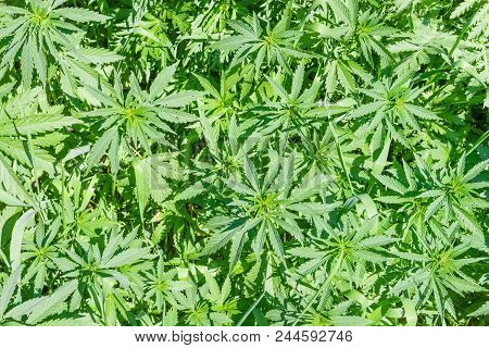 Top View Of The Leaves And Stems Of Young Wild-growing Cannabis Ruderalis