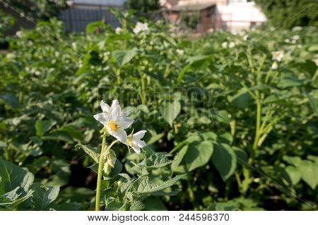 Detail Of Potato Bed In The Family Garden