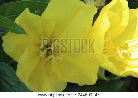 Missouri Evening Primrose, Oenothera Macrocarpa, Herbaceous Perennial Plant With Yellow Flowers