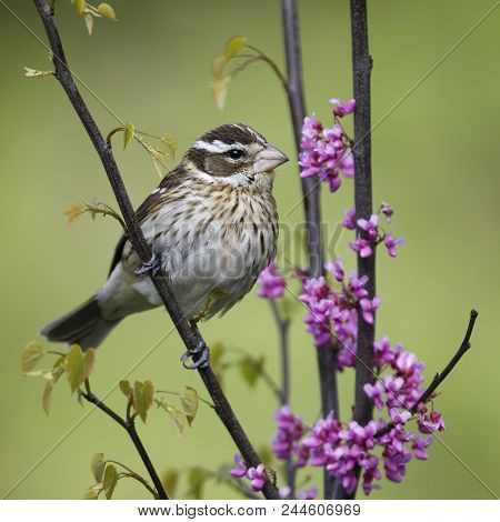 Female Rose-breasted Grosbeak (pheucticus Ludovicianus) Perched In A Flowering Redbud Tree In Spring