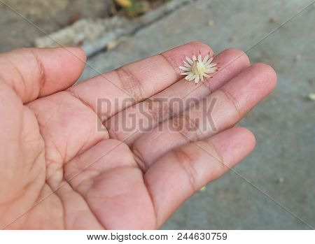 Beautiful Flower, Hand Holding A Mimusops Elengi, Spanish Cherry, Medlar, Bullet Wood Or Bokul Flowe