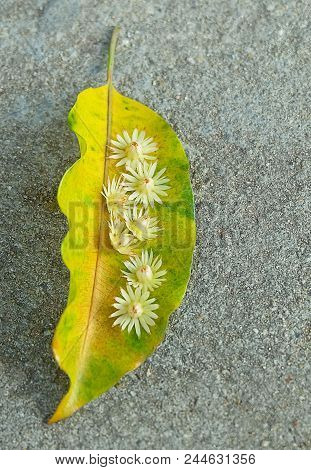 Beautiful Flower, Aromatic Mimusops Elengi, Spanish Cherry, Medlar, Bullet Wood Or Bokul Flowers On 