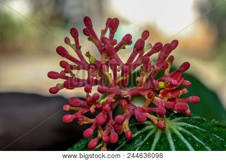 Multifid Jatropha Flower With Water Droplets Close Up