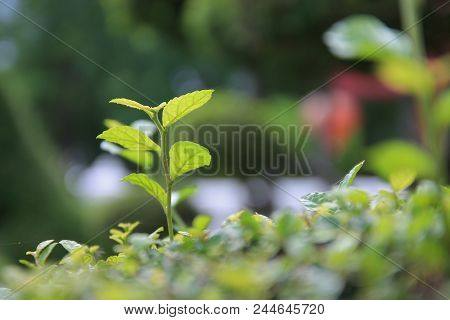 Green From Nature Background The Old Wooden Floor. Natural Branches. Green Leaf After The Rain,beaut