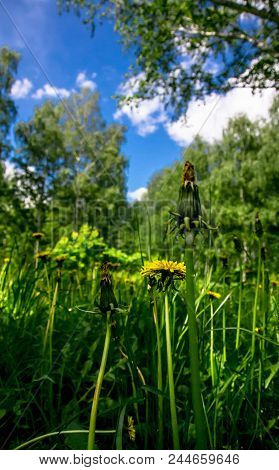 Blooming Dandelions In A Clearing In A Summer Birch Grove On A Sunny Afternoon Under A Blue Sky With