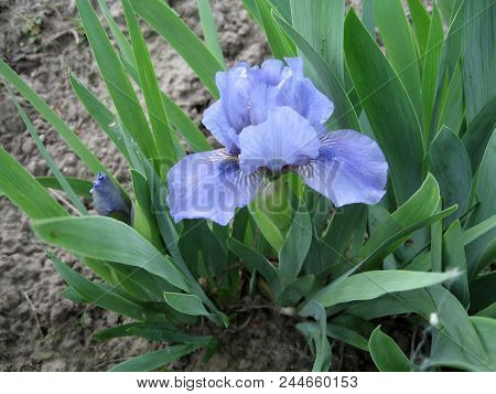 Group Of Blue Irises In The Ukrainian Garden, Perennial Garden. Gardening. Bearded Iris.