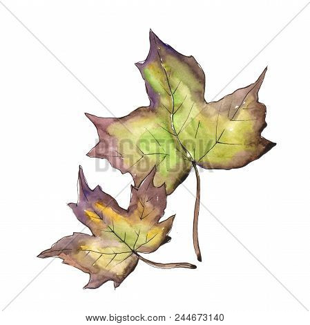 Maple Leaves In A Watercolor Style Isolated. Aquarelle Leaf For Background, Texture, Wrapper Pattern
