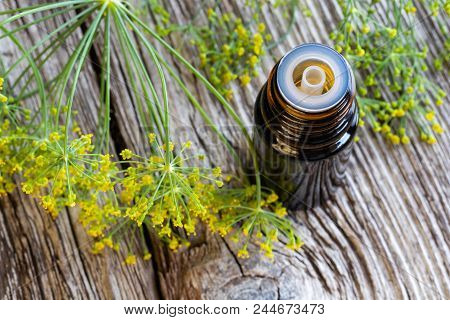 A Bottle Of Dill Seed Oil With Fresh Blooming Anethum Graveolens Twigs