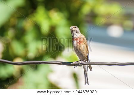 Tapdog, Creeper, Bird Of The Passerine Family Sitting On The Wire And Looking Close Up