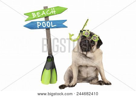 Cute Smart Pug Puppy Dog Sitting Down Wearing Goggles And Snorkel, Next To Signpost With Text Pool A
